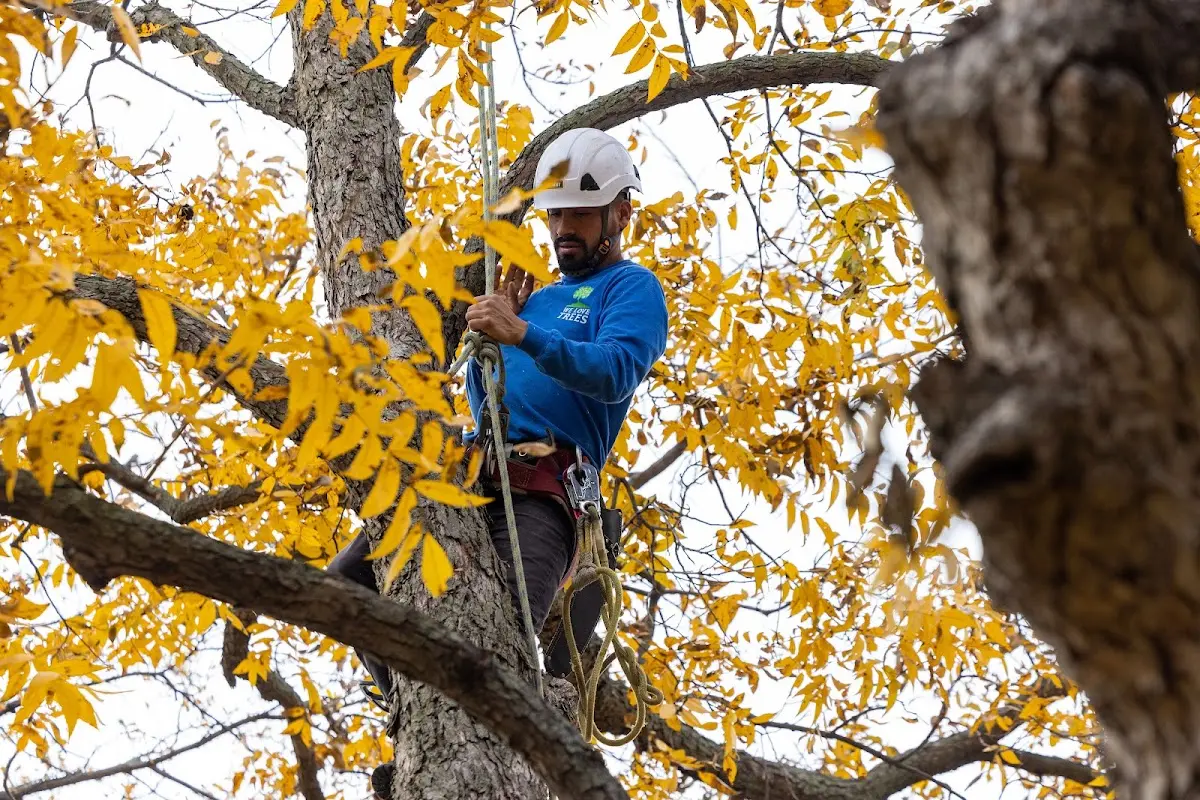 Skilled Tree Planting crew working in Locust Grove