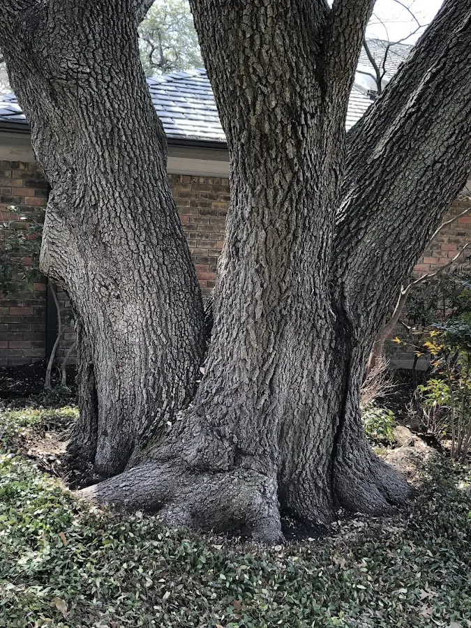 Mature heritage tree close to a Locust Grove property cared for by certified arborists